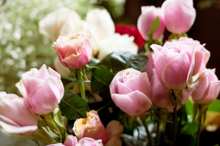 Roses