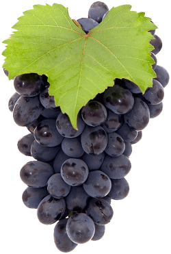 Grape De Raisin Noir