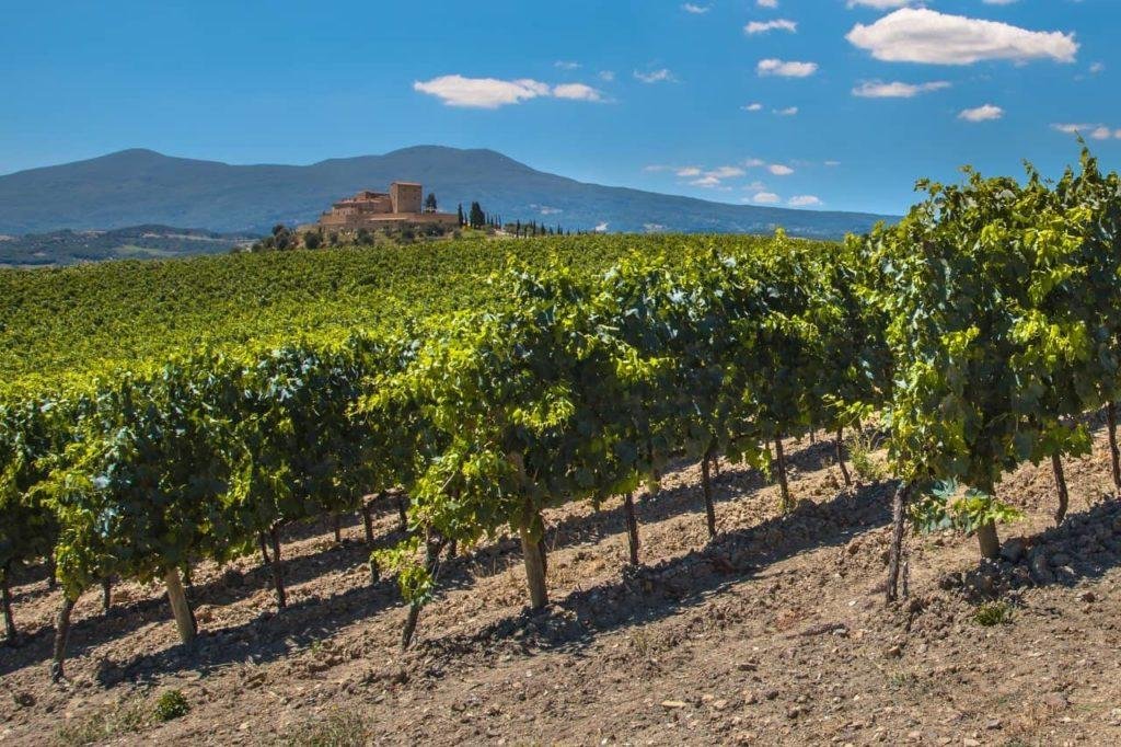 Vignes du domaine