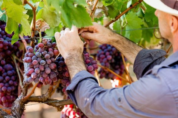 Man Wearing Hat Picking Grapes In Vineyard